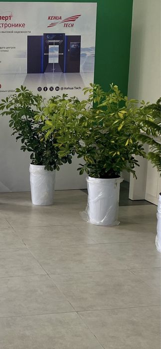 Gullar, Гуллар, Гул, Цветы, Цветок, Растения, Озеленения