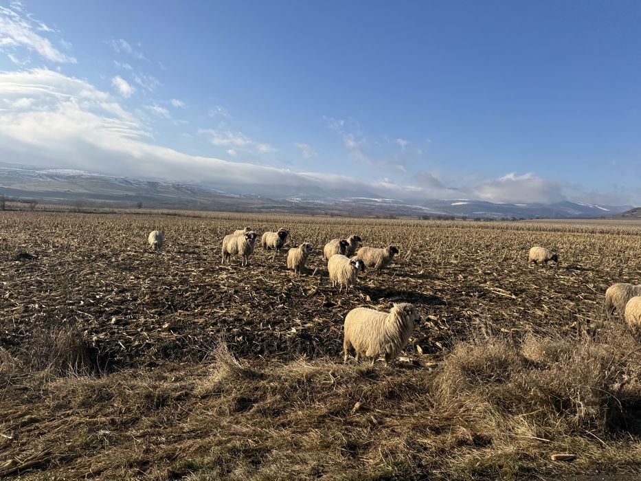 Vand 50 de oi cu miei