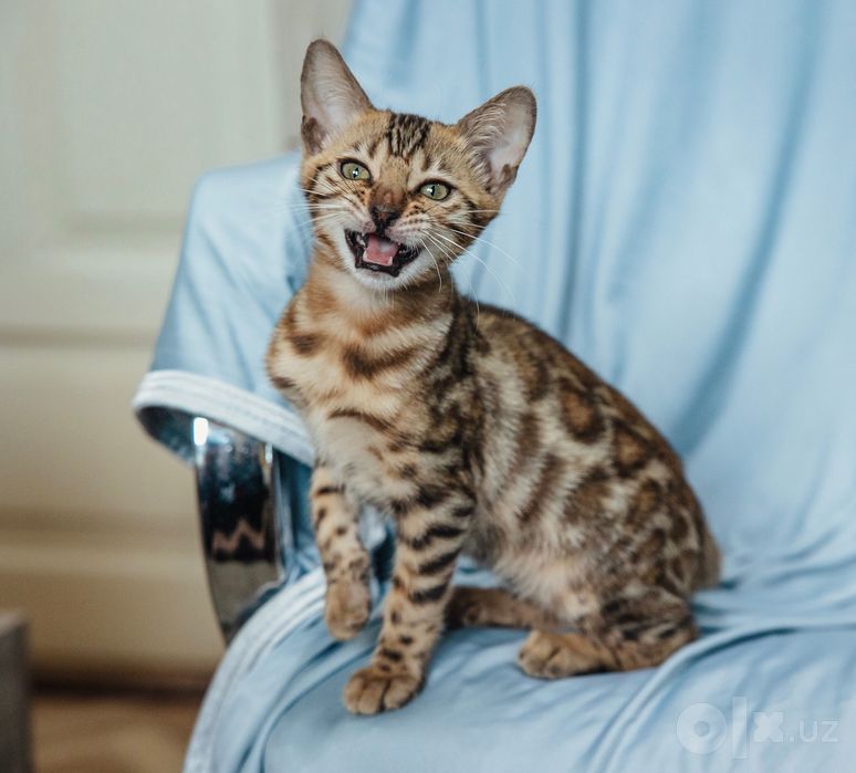 Бенгальские котята