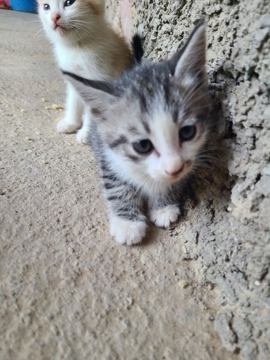 3 ta mushuk bolasi tekinga beriladi
