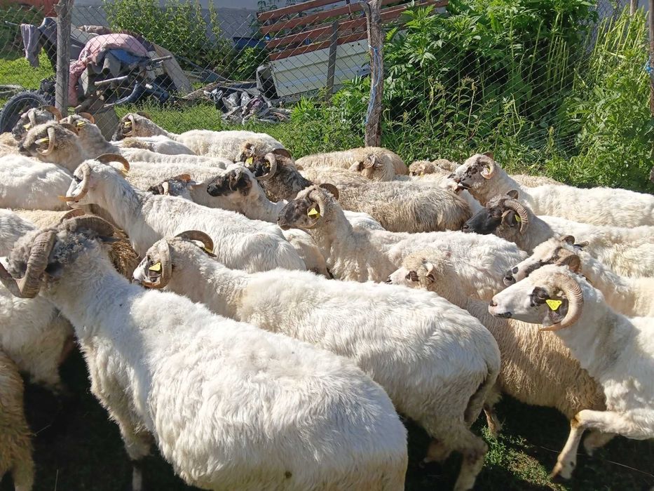 Oi, miei si berbeci de vanzare la Baia de Fier