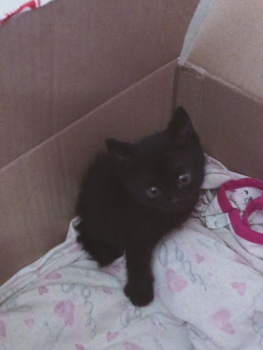 СРОЧНО Котёнок ищет дом