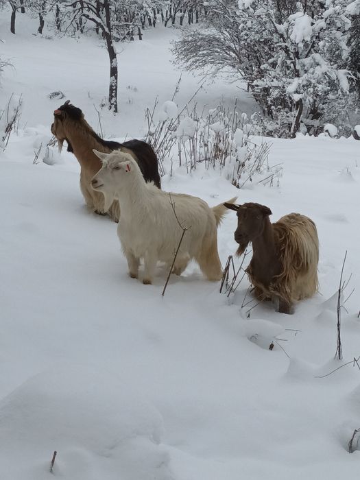 Vând capre tinere gestante