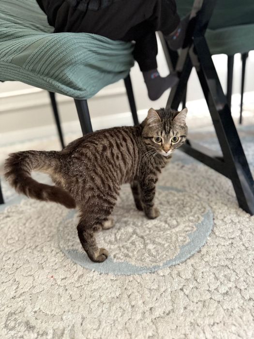 Кошка маленькая отдам бесплатно