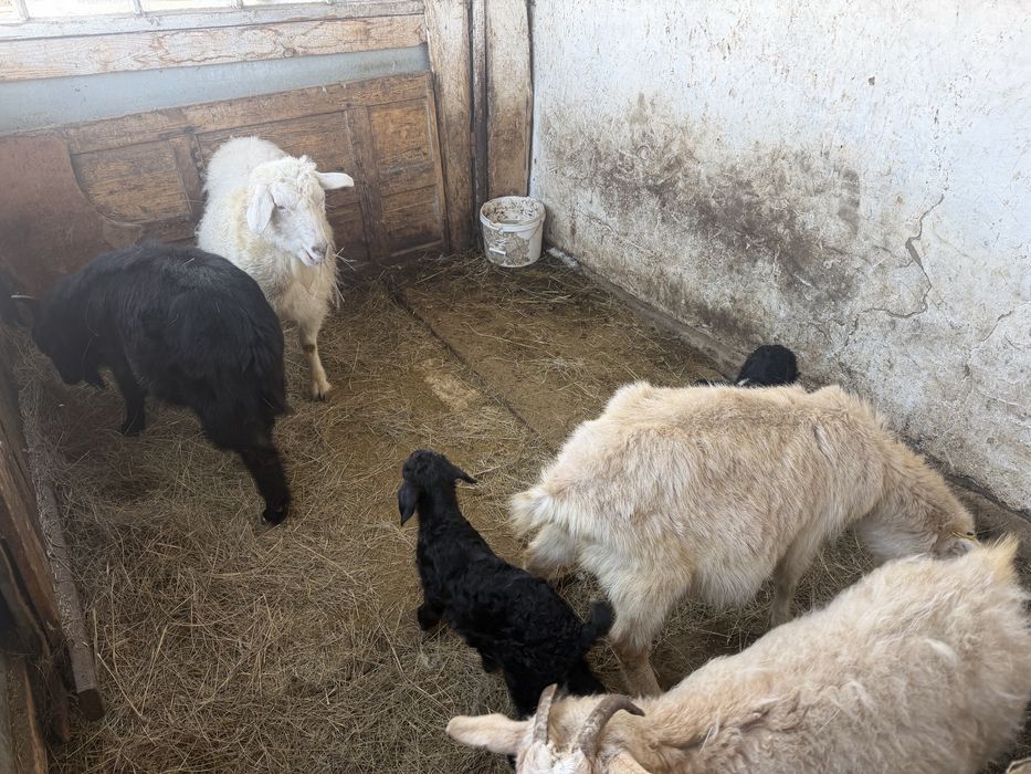 Козы домашние, молочные