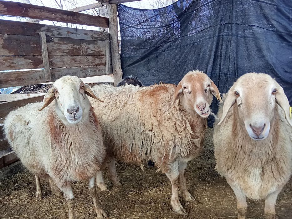 Продам Баранов !