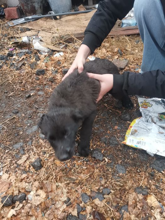 Отдам бесплатно щенят девочек