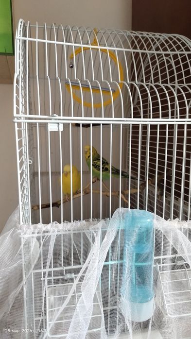 Продам пару попугаев