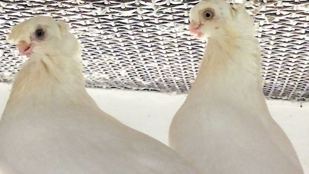 Голуби продаются