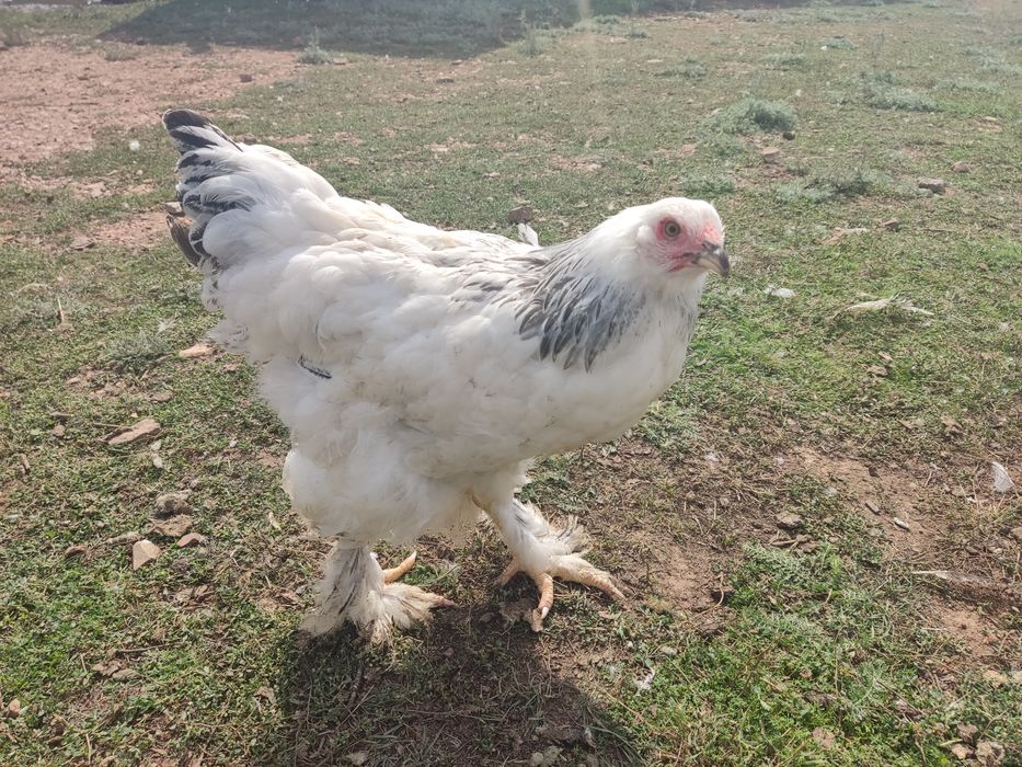 Продам цыплят брама белые