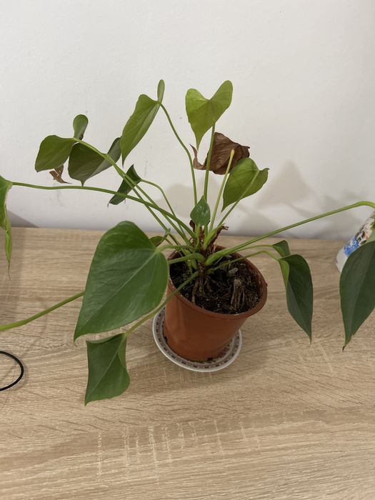 Антериум Андре