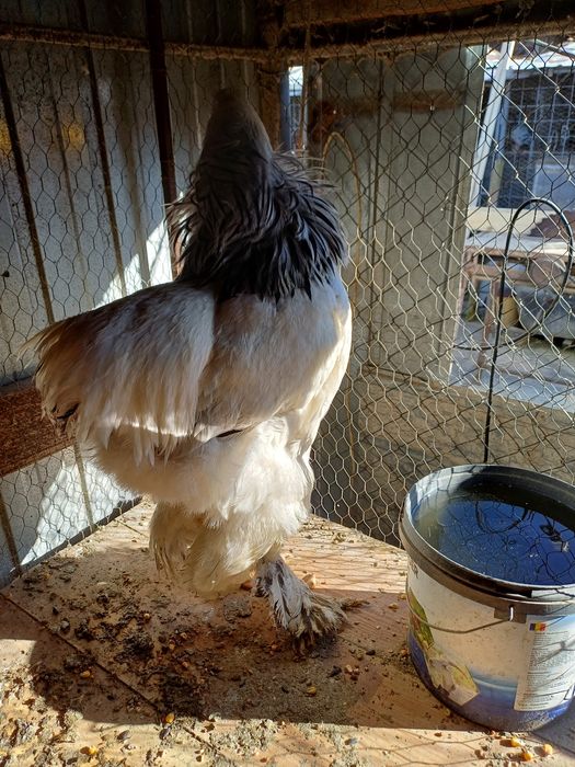 Vind porumbei si gaini plus cocosi