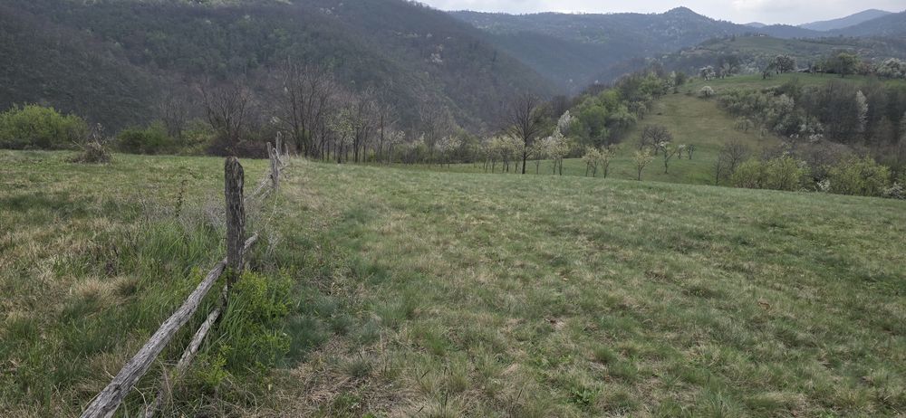 Teren Dumbrăvița de Codru