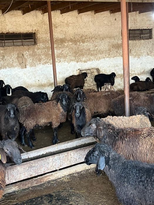 Козы кошкар,бараны,қозы қошқарлар