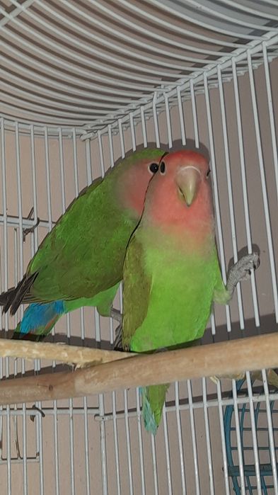 Попугаи неразлучники