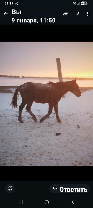 Продам лошадь 3гола