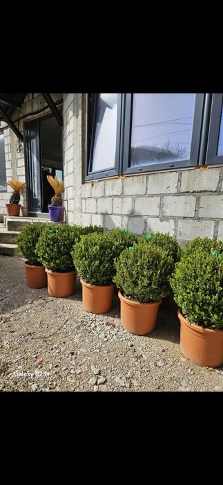 Vindem plante ornamentale de calitate superioara