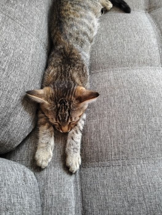 Кошечка 3-4 мецеца девочка