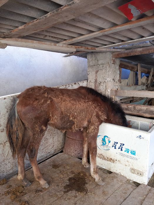 Жабағлы    сатылады