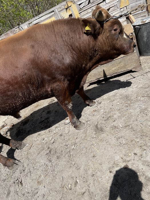 Продам двух бычков и телочку