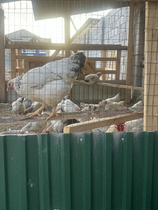 Адлер тауыктары .