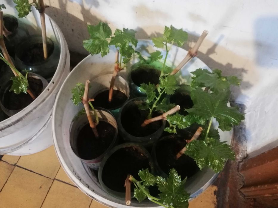 Сажены винограда "Ризамат"