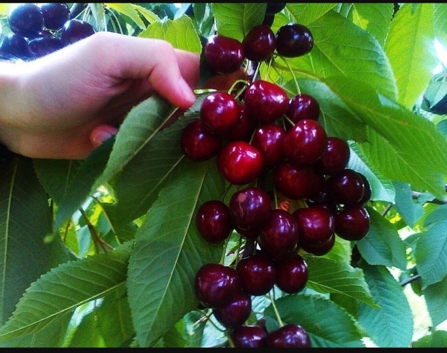 Вишня шпанка крупный