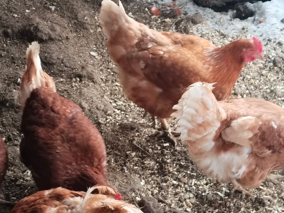 Домашние несушки