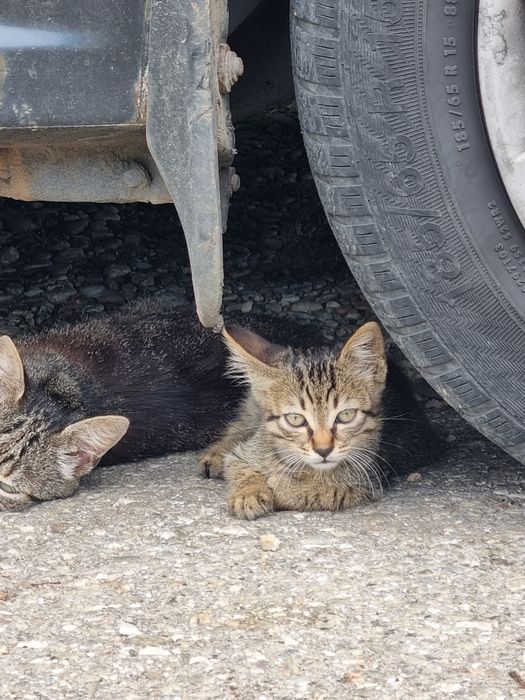 Donez motaneltigrat pentru un stăpân iubitor de animale