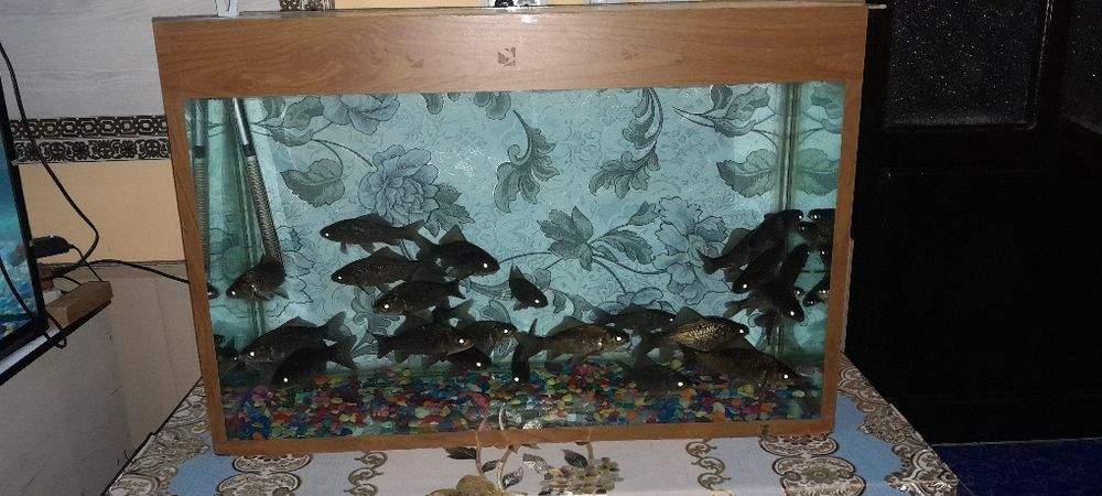 Аквариум sotiladi xolati ideal xech qanday aybi yuq suv hajmi 120 litr