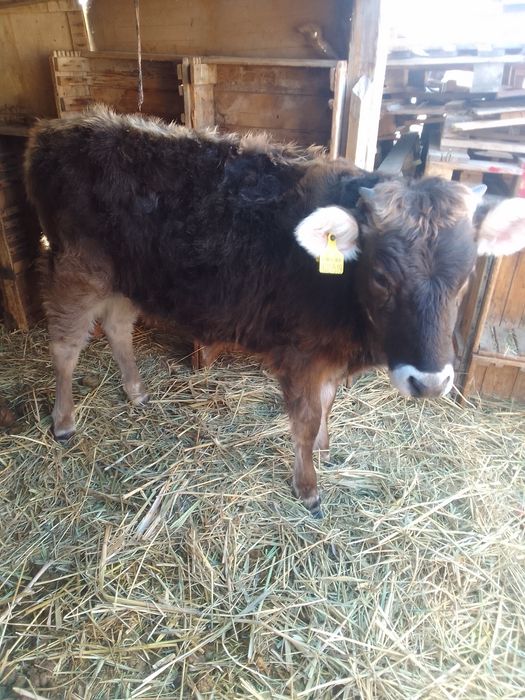 Продам телку хороши