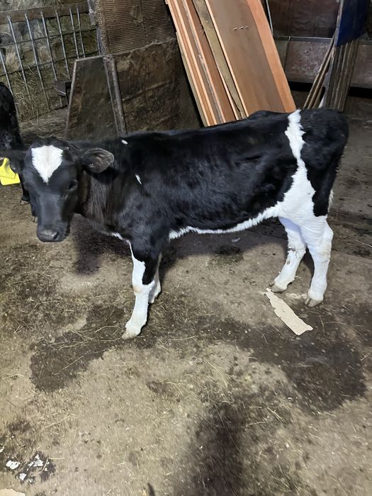 Бұзау сатамын ұрғашы  Продам теленка