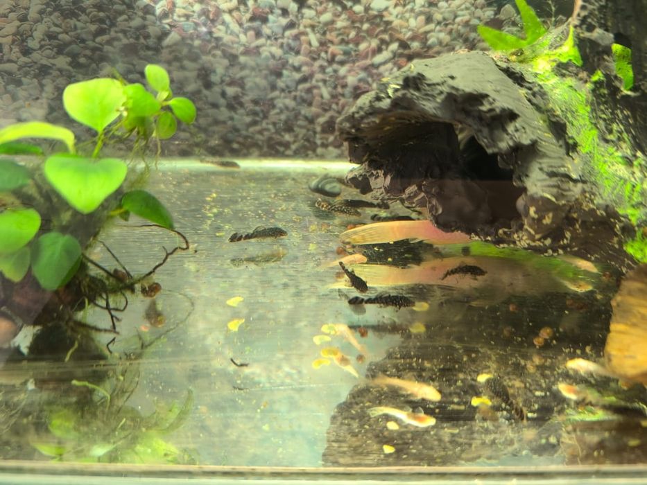 Продам анциструсов