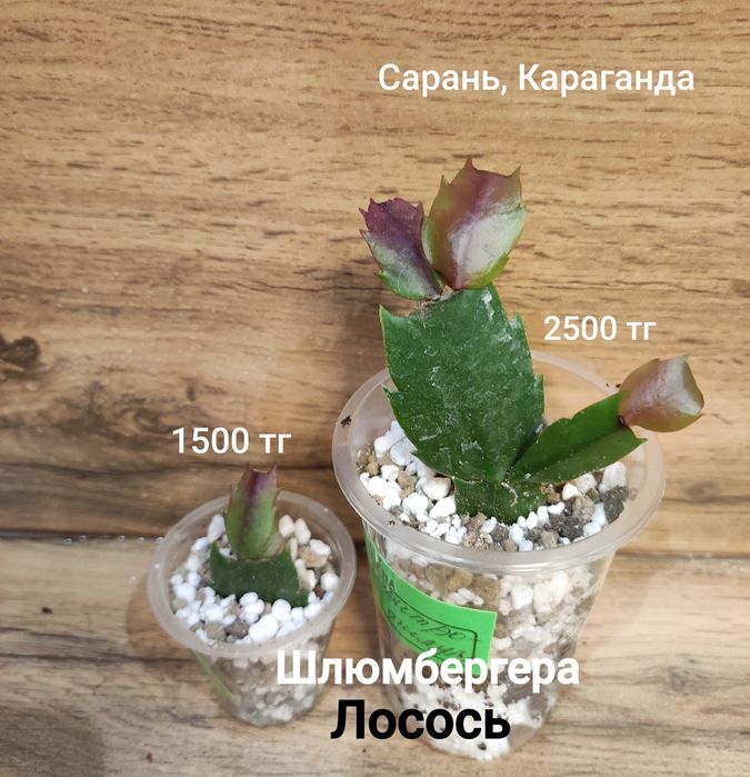 Каштан,Мурайя,рипсалидопсис