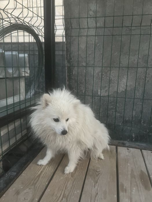 Собака шпиц маленькая