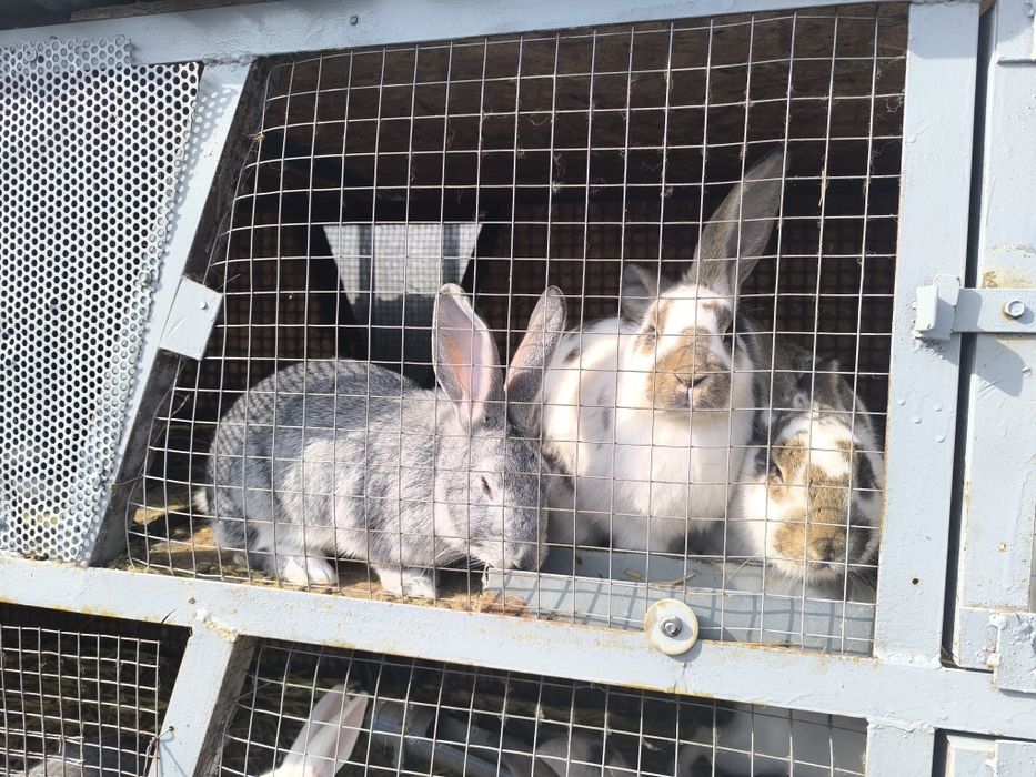 Продам мини ферму с кроликами!