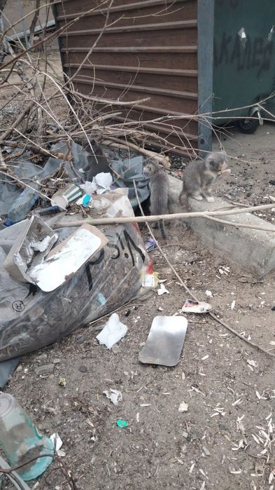 Красивые котята ищут дом