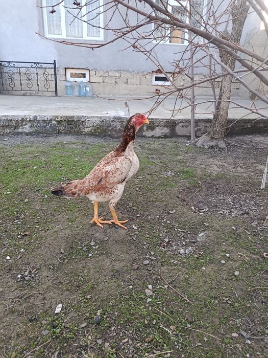 Dakan tovuq sotiladi