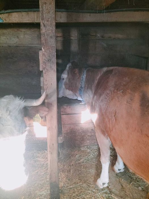 Vaca bălțată românească