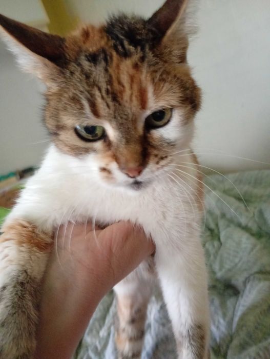 Бездомна Котка която търси дом