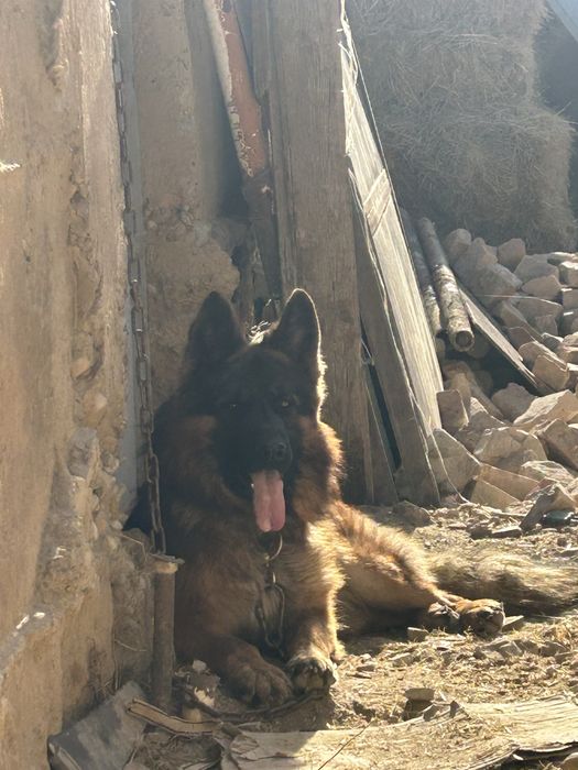 Вязка кобель немецкой овчарки