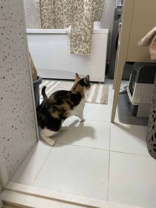 Кошка в добрые руки