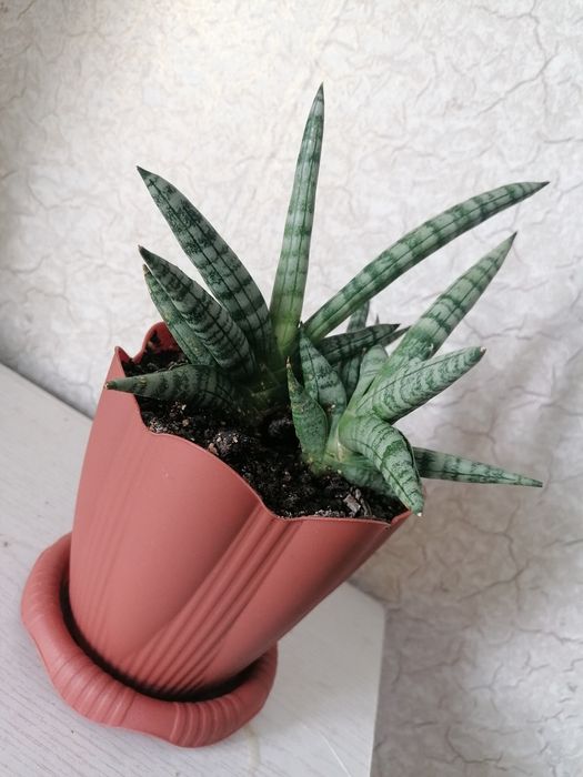 Молодые комнатные растения