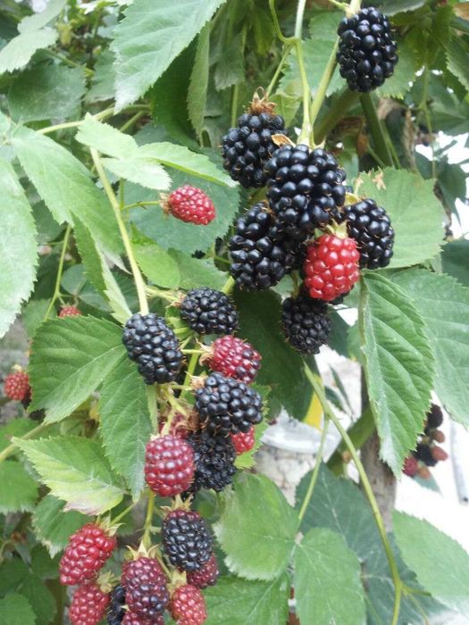 Клематисы разных сортов и спирея, ежевика, климатис, Klematis