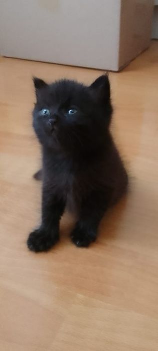 Отдам котят , в добрые руки.