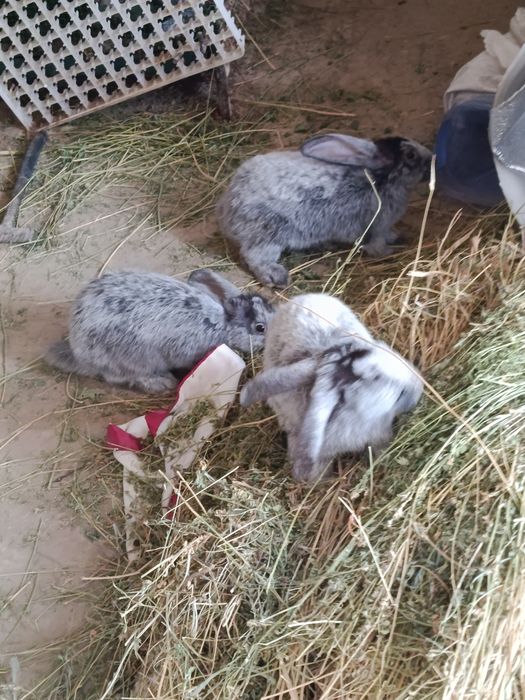 Quyonlar o'zlarini doni toza po'choq beda ham yeydi