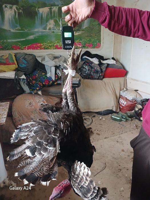 Еркак курка Сотилади