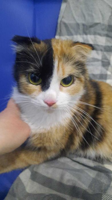 Трехцветное счастье в ваш дом