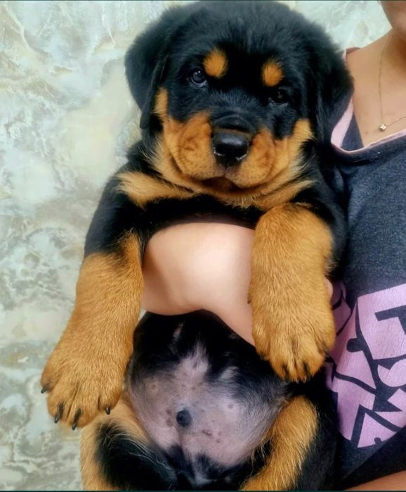 Ротвейлер. Щенки ротвейлера.