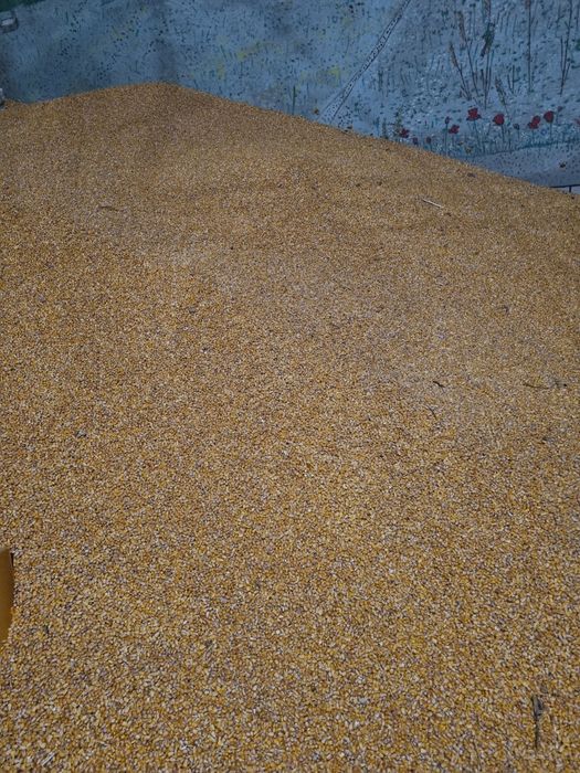 Porumb boabe de vânzare